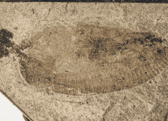 parasita-1-695x500.png