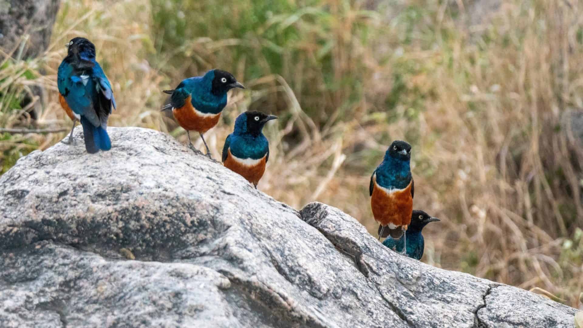 passaros-1920x1080