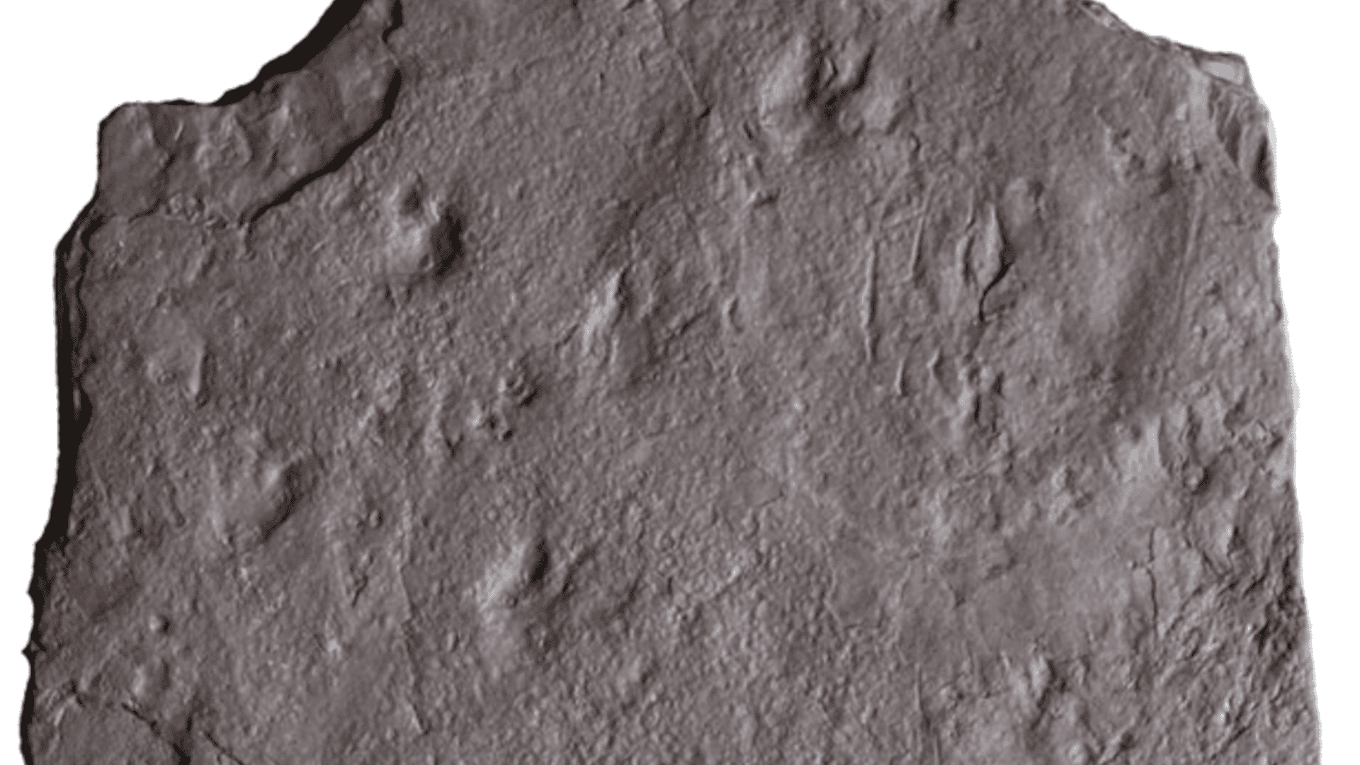 pegadas-reptil-1-1920x1080.png