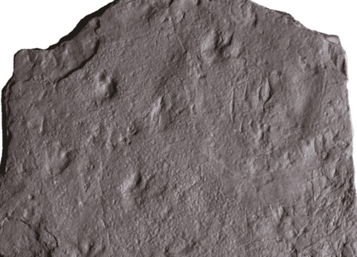 pegadas-reptil-1-695x500.png