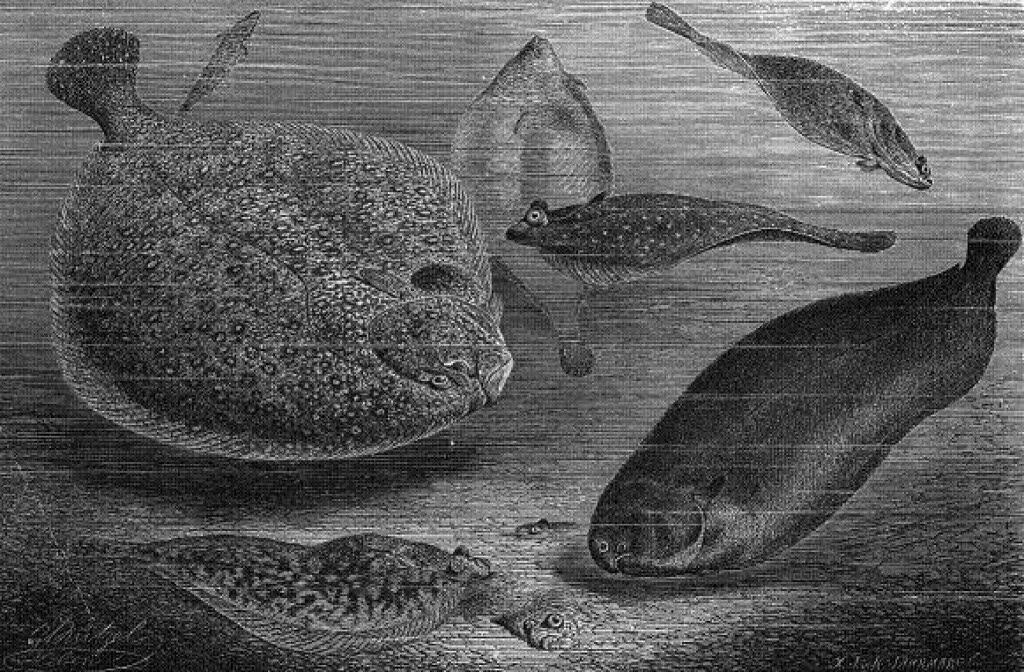 evolução do peixe chato