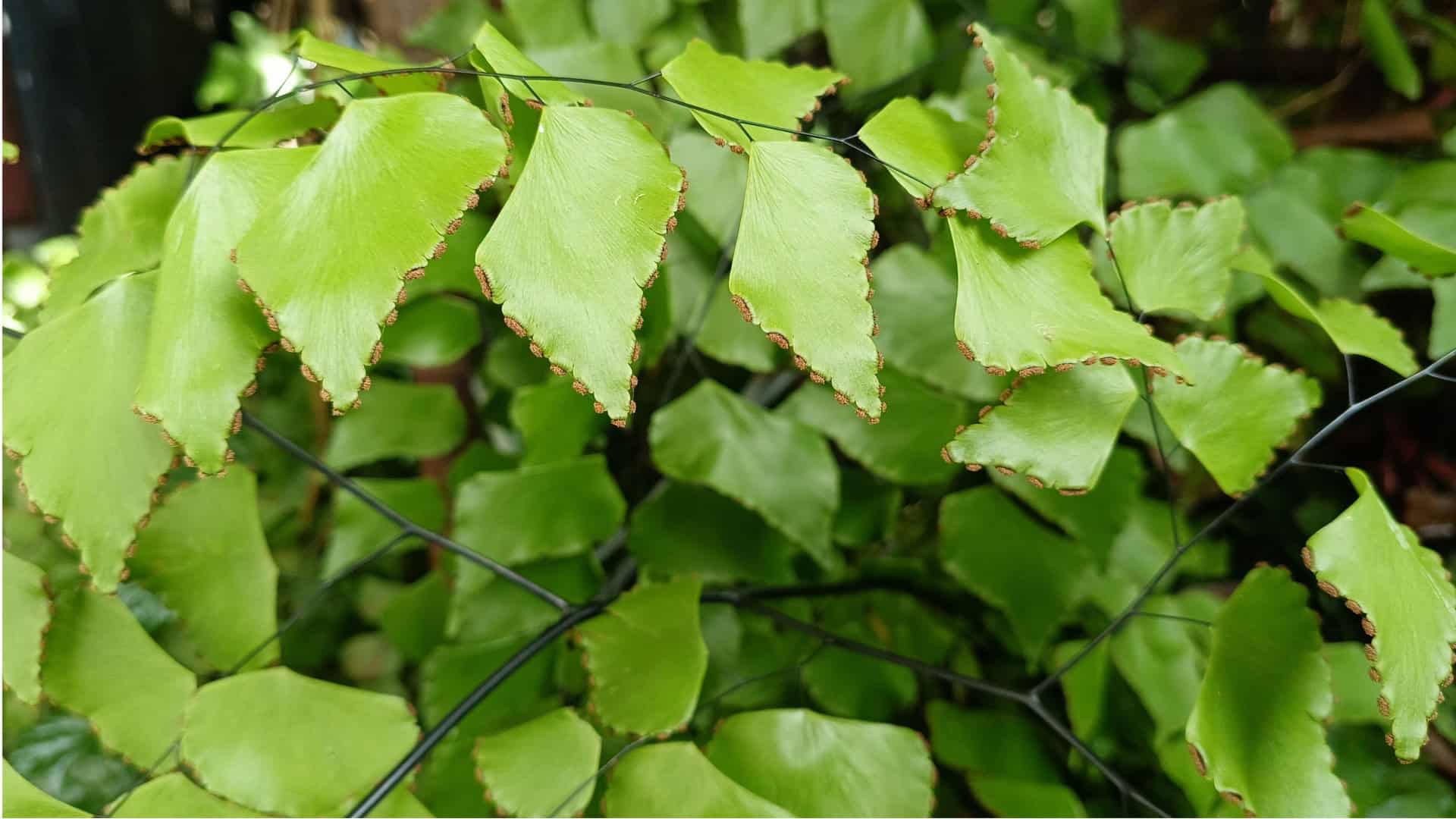 plantas-4-1920x1080