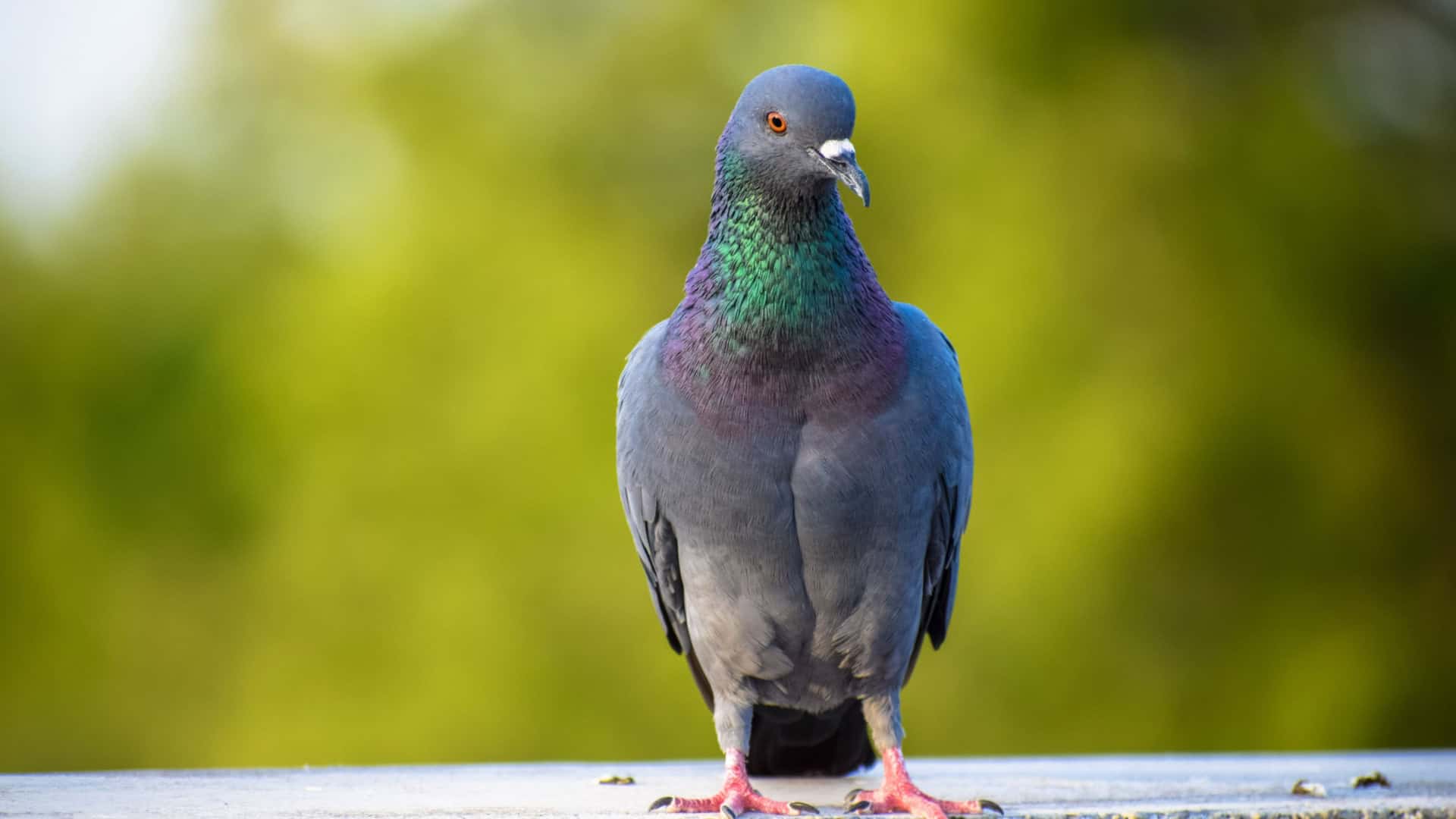 pombo-1920x1080