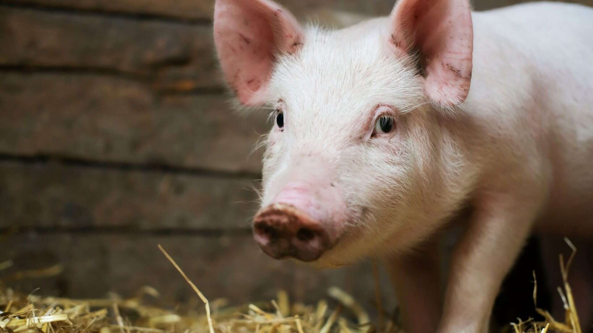 porcos