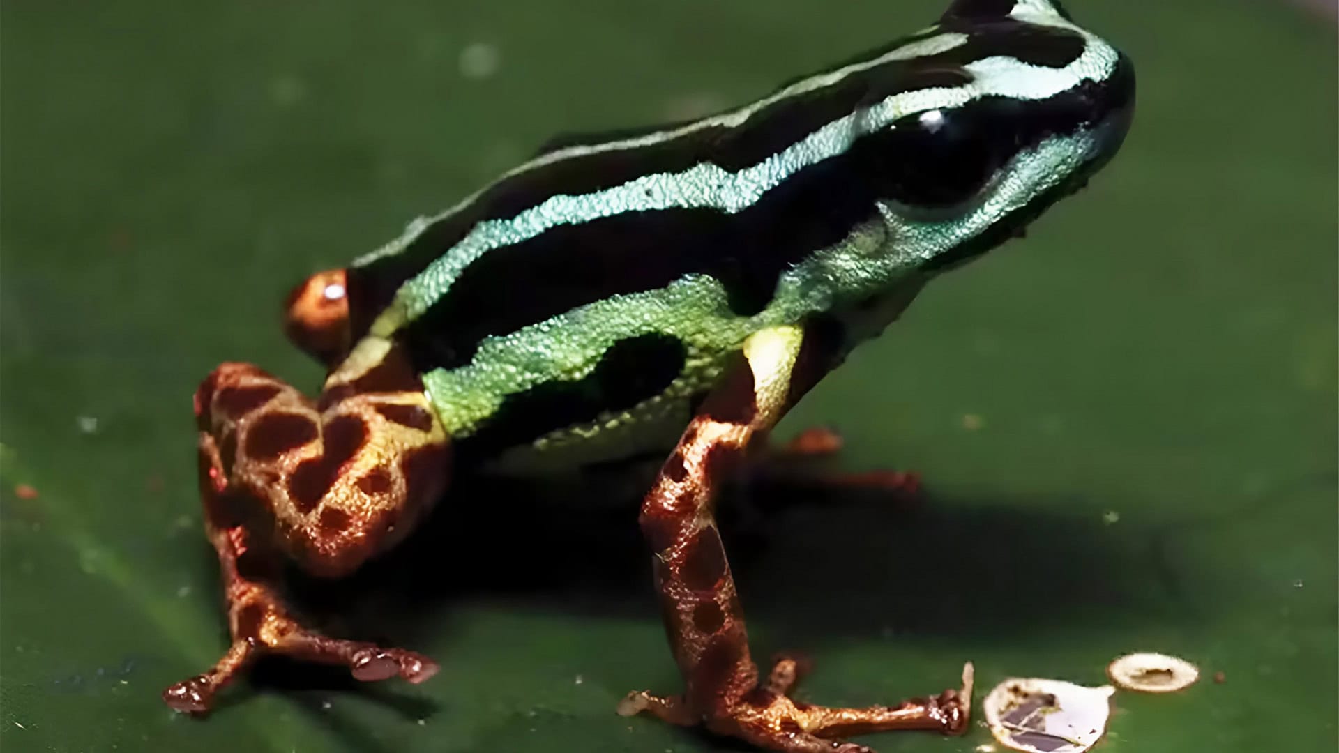 sapo-brilhante-amaznia-1920x1080