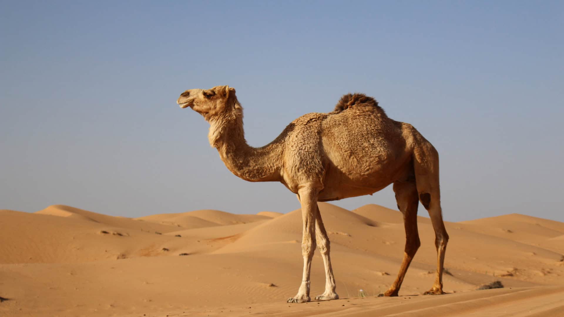 Dromedário no deserto