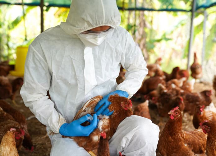 Veterinário com galinhas, em uma granja.