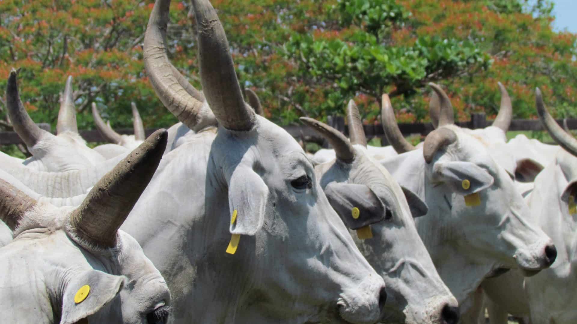 Vacas