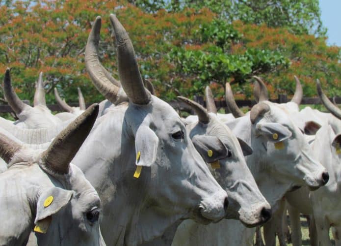 Vacas