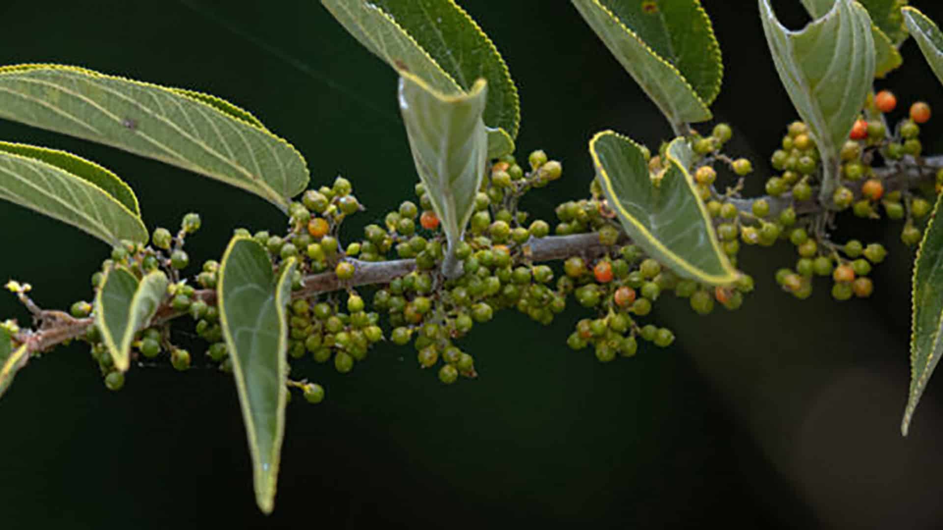 Tipo de Trema micrantha