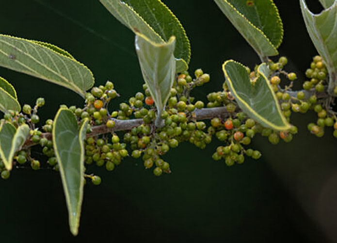 Tipo de Trema micrantha