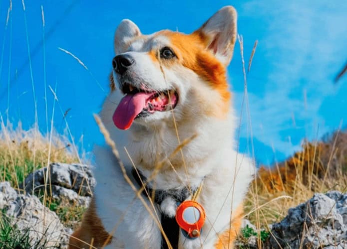 Cachorro utilizando AirTag