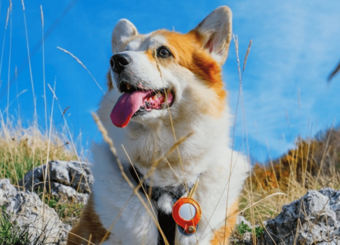 Cachorro utilizando AirTag