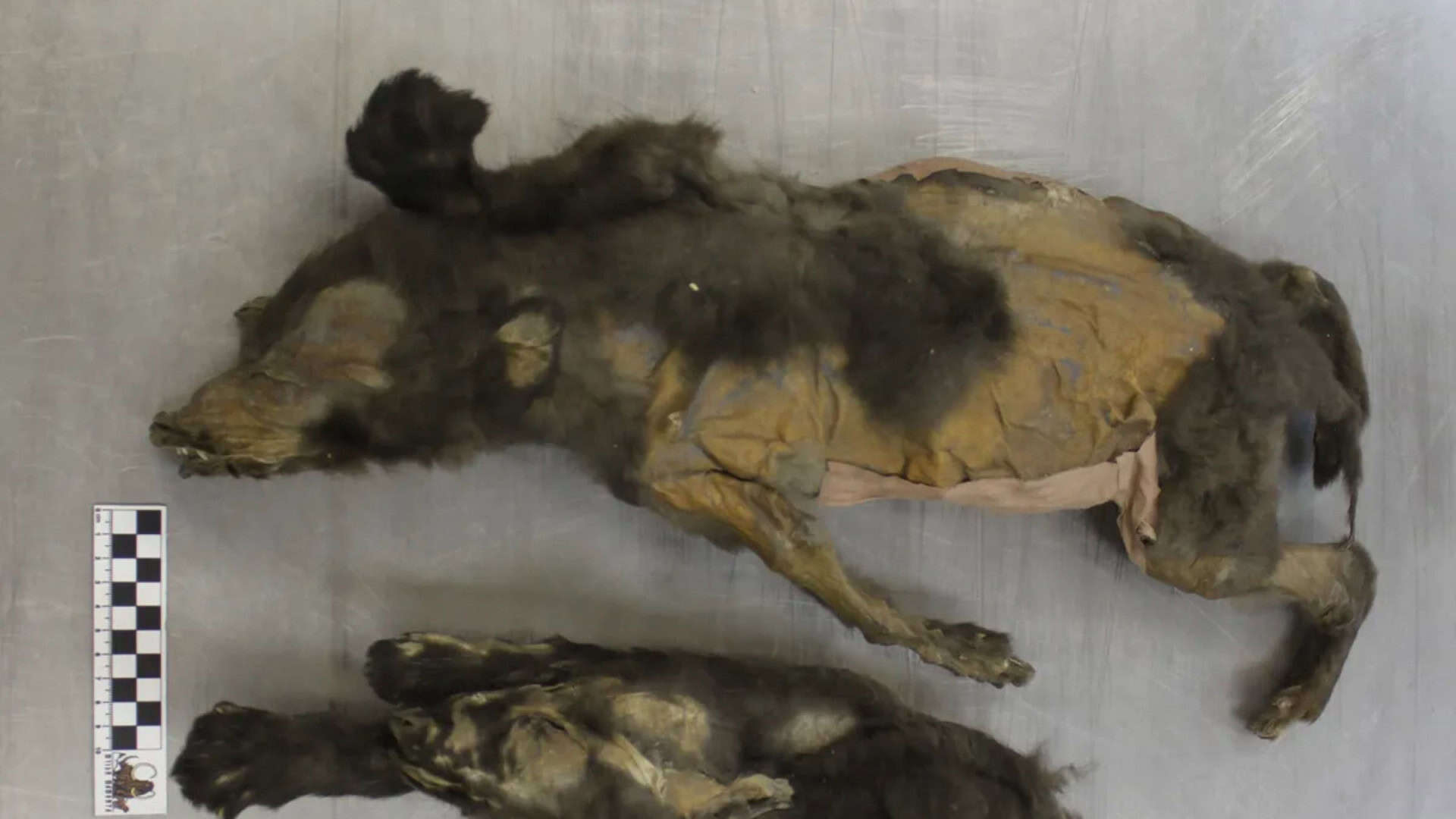 Cão de 14 mil anos