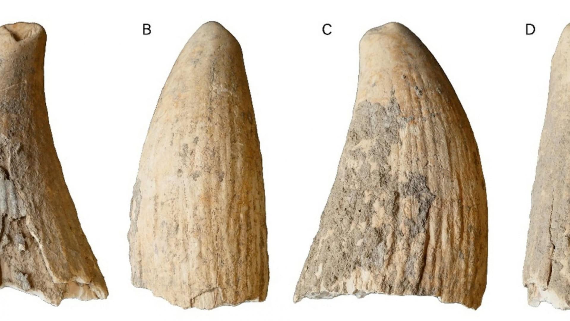 Dente de cachalote encontrado