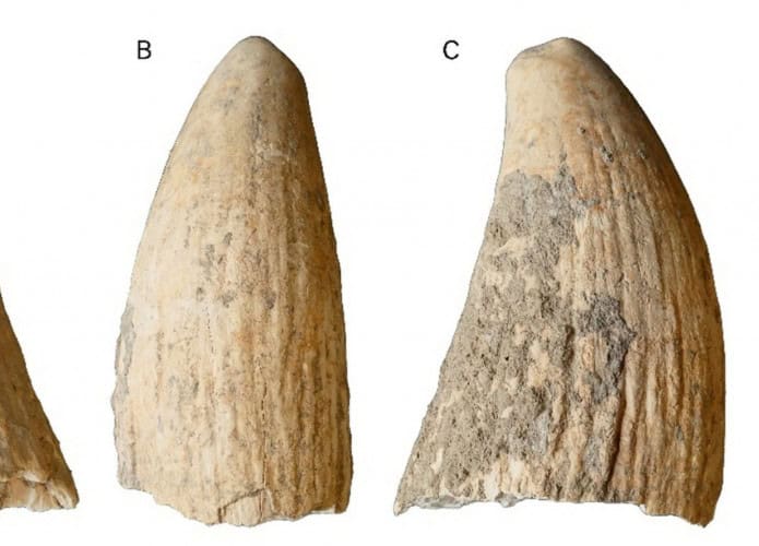 Dente de cachalote encontrado