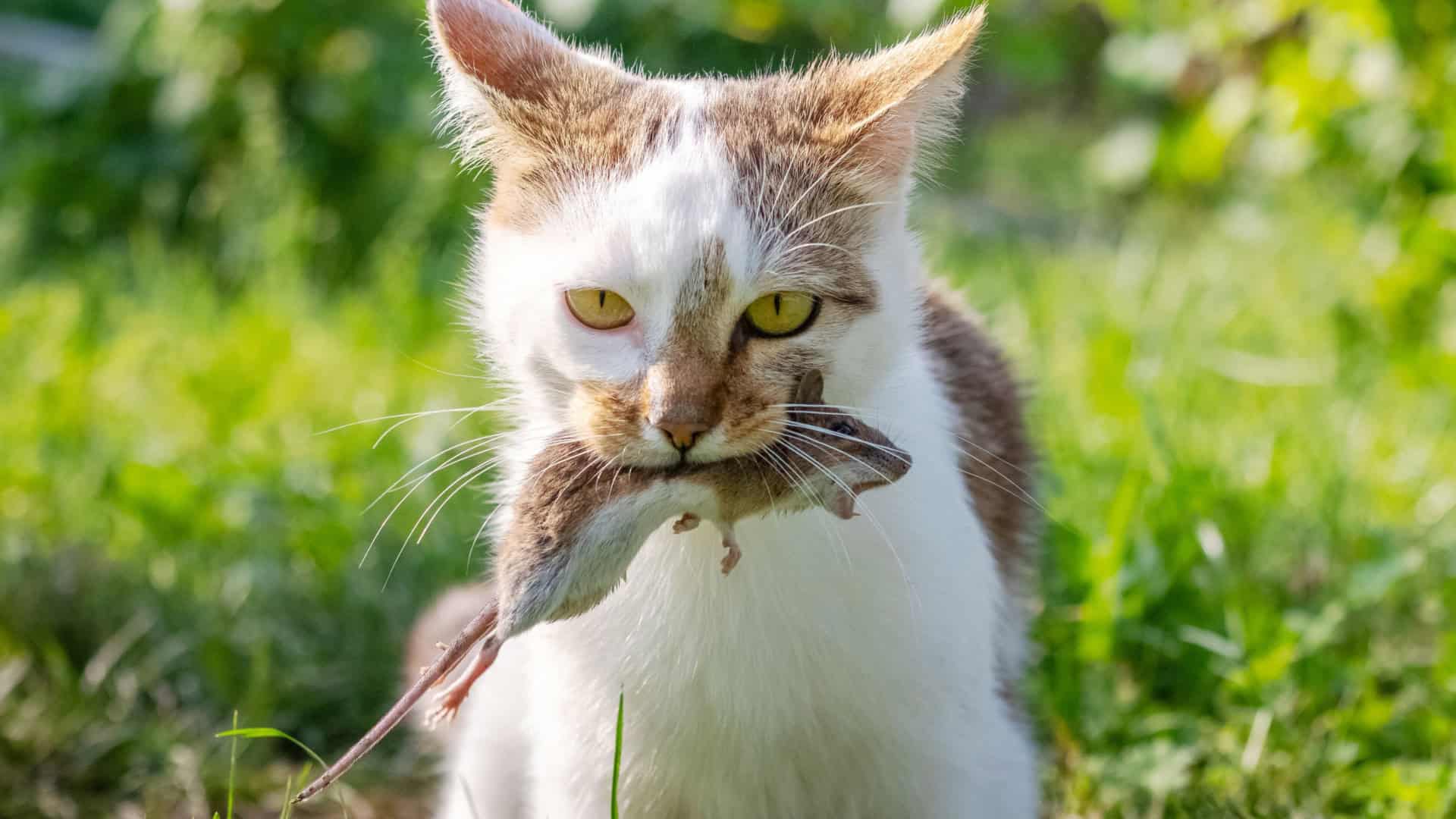 Um gato segurando um rato preso na boca, um gato com um rato em um jardim entre grama verde