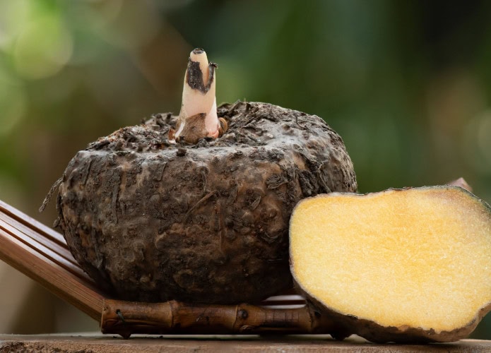 Cabeças de konjac e metade em fundo natural.