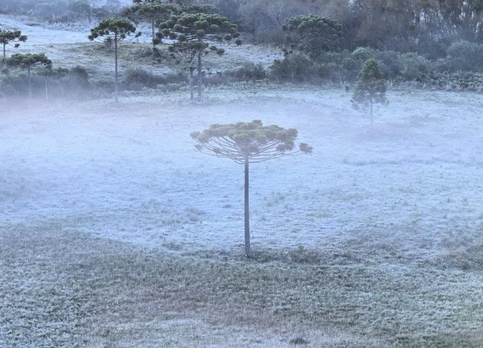 Vegetação coberta de branco durante geada em dia frio no Rio Grande do Sul