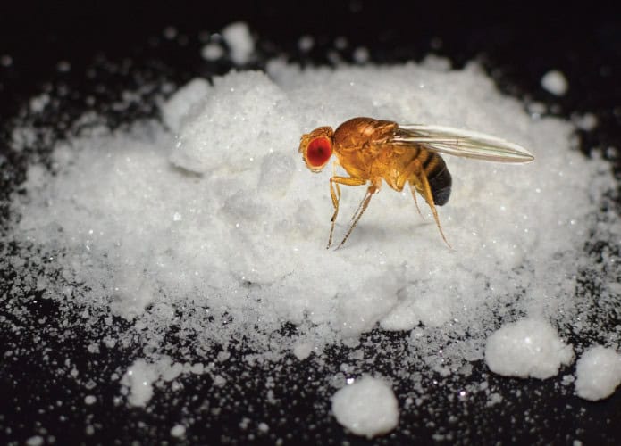 Montagem de mosca em cima de monte de açúcar