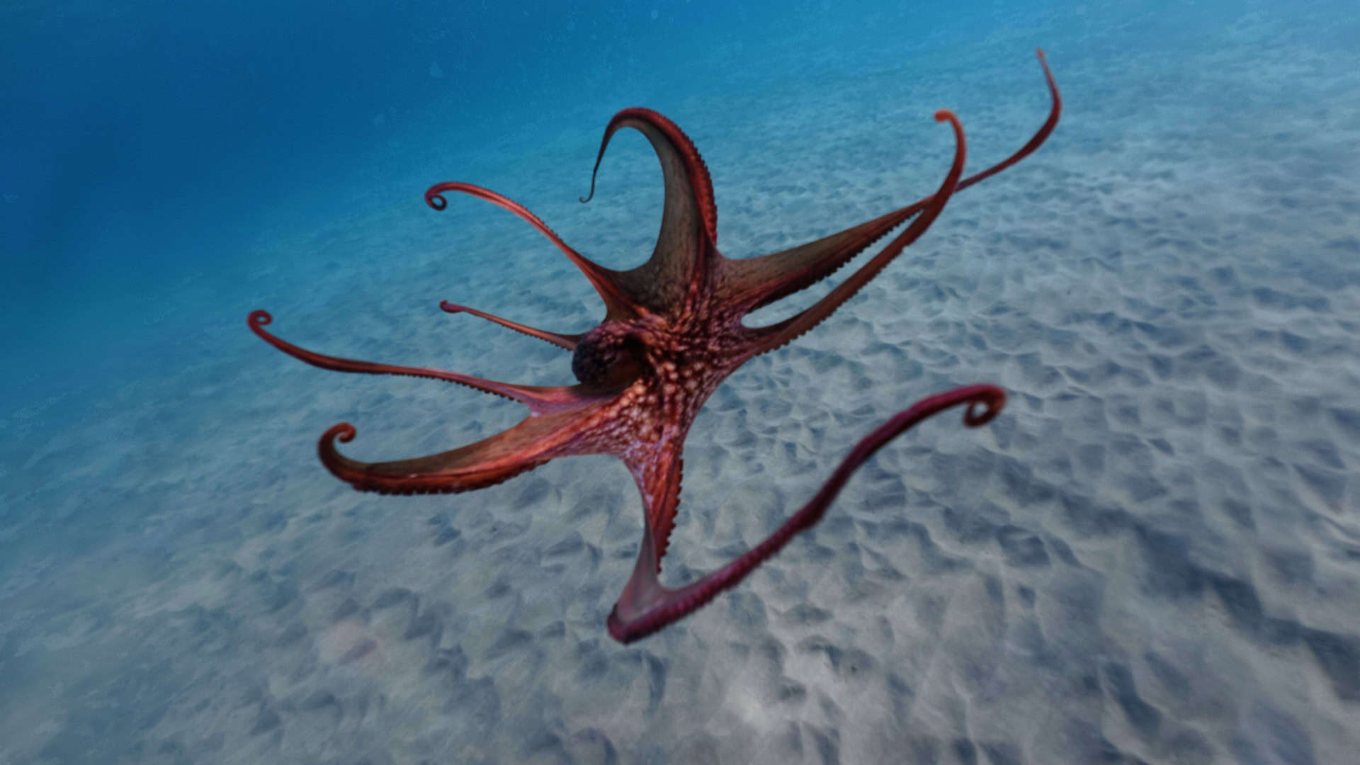Polvo com membros abertos enquanto nada no fundo do oceano