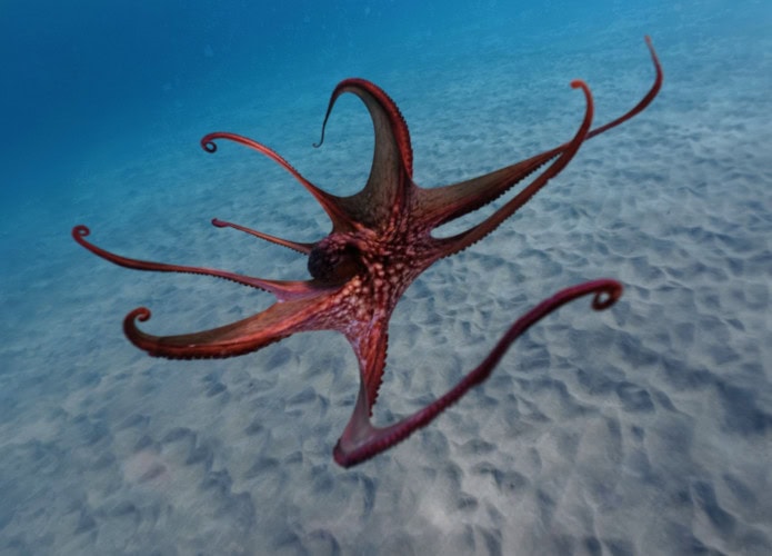 Polvo com membros abertos enquanto nada no fundo do oceano
