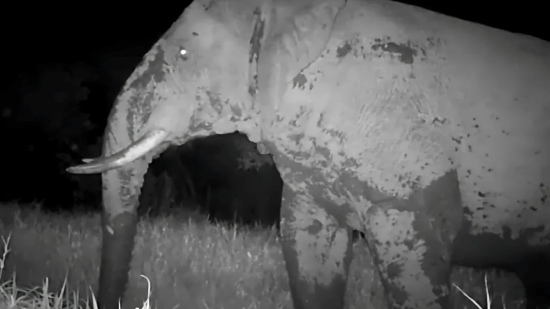 Elefante Fantasma Osmane