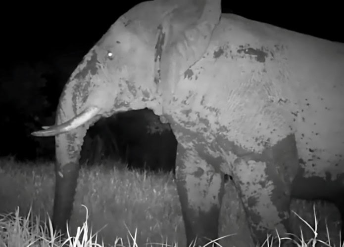 Elefante Fantasma Osmane