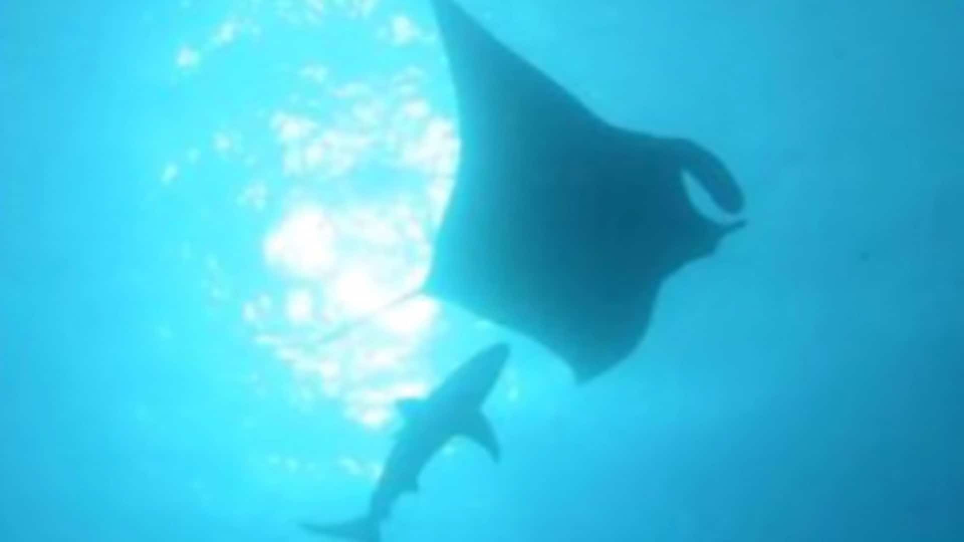 Encontro de raia com tubarão