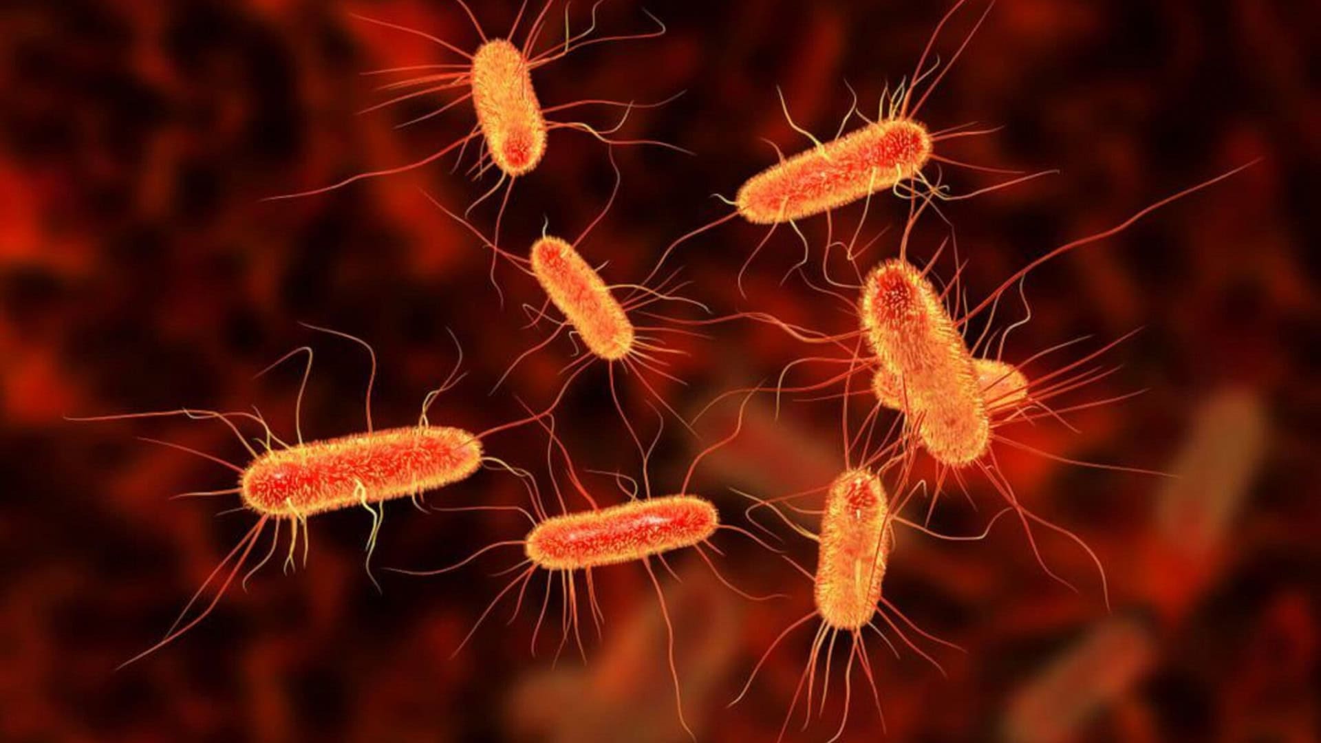 Escherichia-coli-mumia-genoma-1-1920x1080
