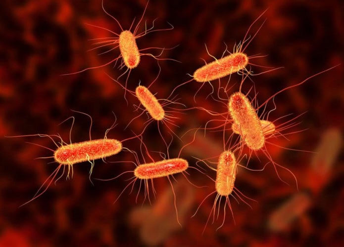 Escherichia-coli-mumia-genoma-1-695x500