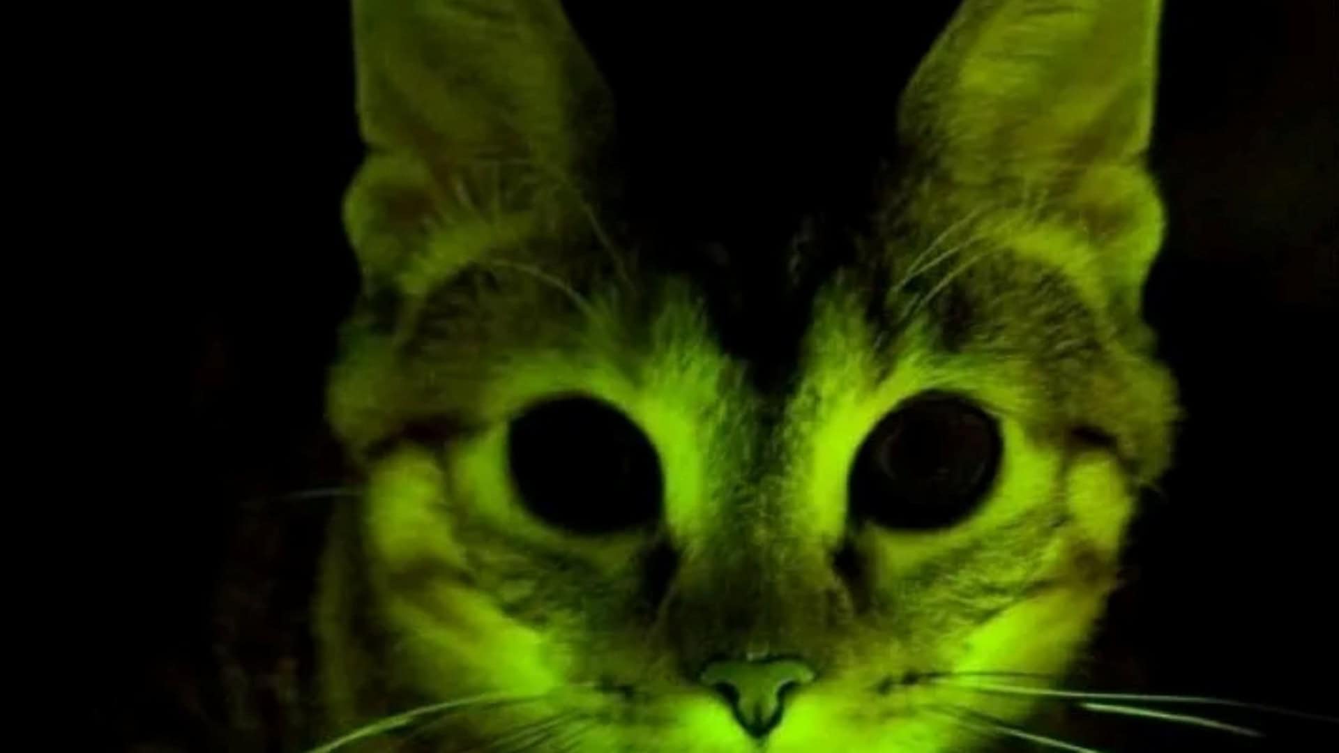 Gato brilhante