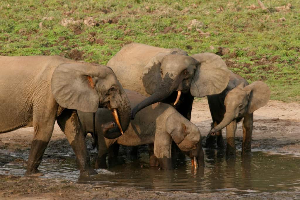 O elefante-da-floresta-africano é nativo das florestas tropicais úmidas da África Ocidental e da Bacia do Congo.