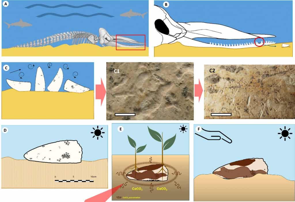 Ilustração dos pesquisadores conta a trajetória do dente de cachalote. (Imagem: PLOS One (2025))