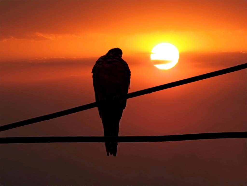 Pássaro cabisbaixo no por do sol
