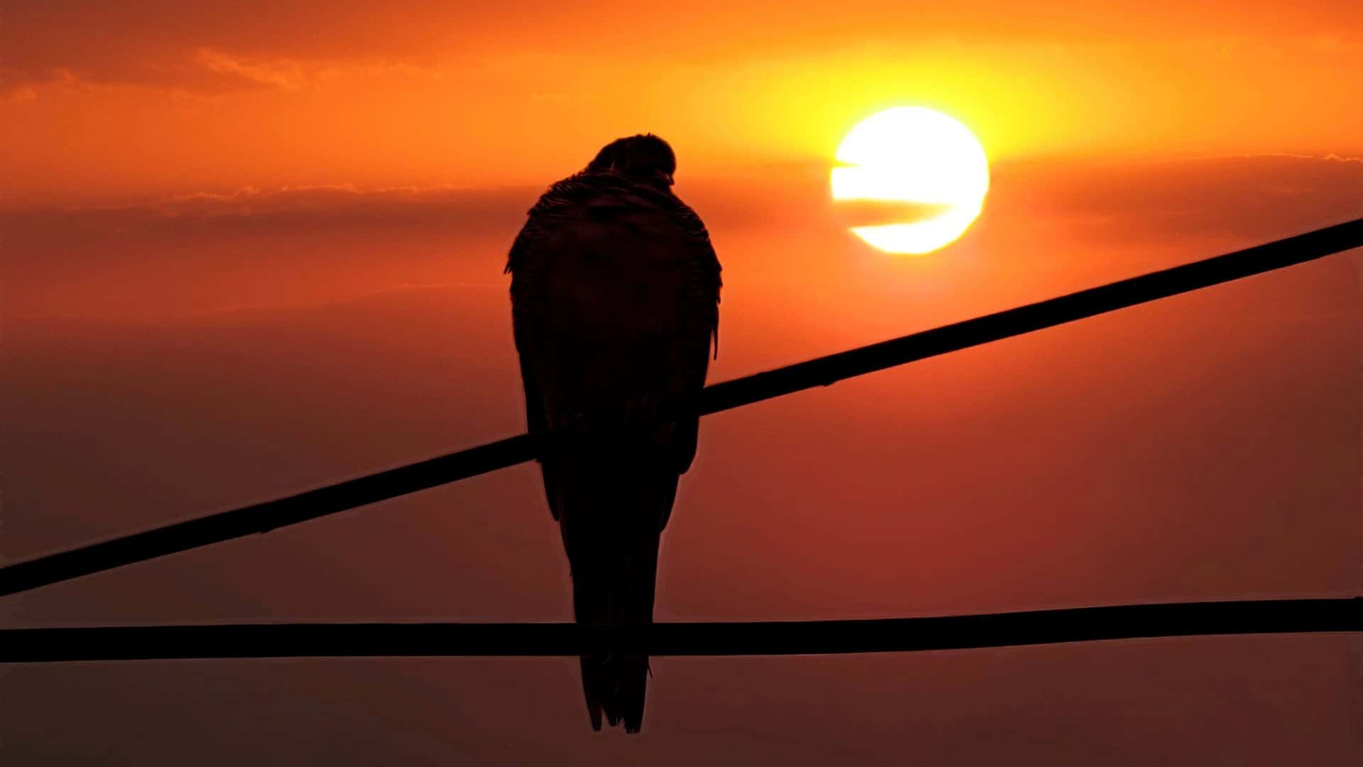 Pássaro cabisbaixo no por do sol