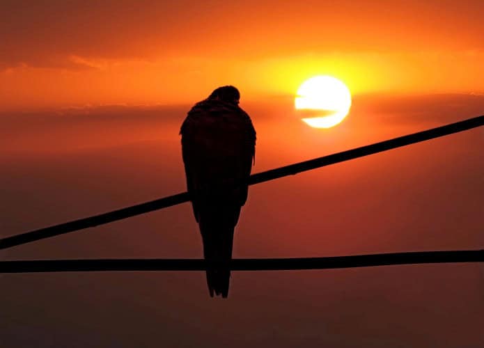 Pássaro cabisbaixo no por do sol