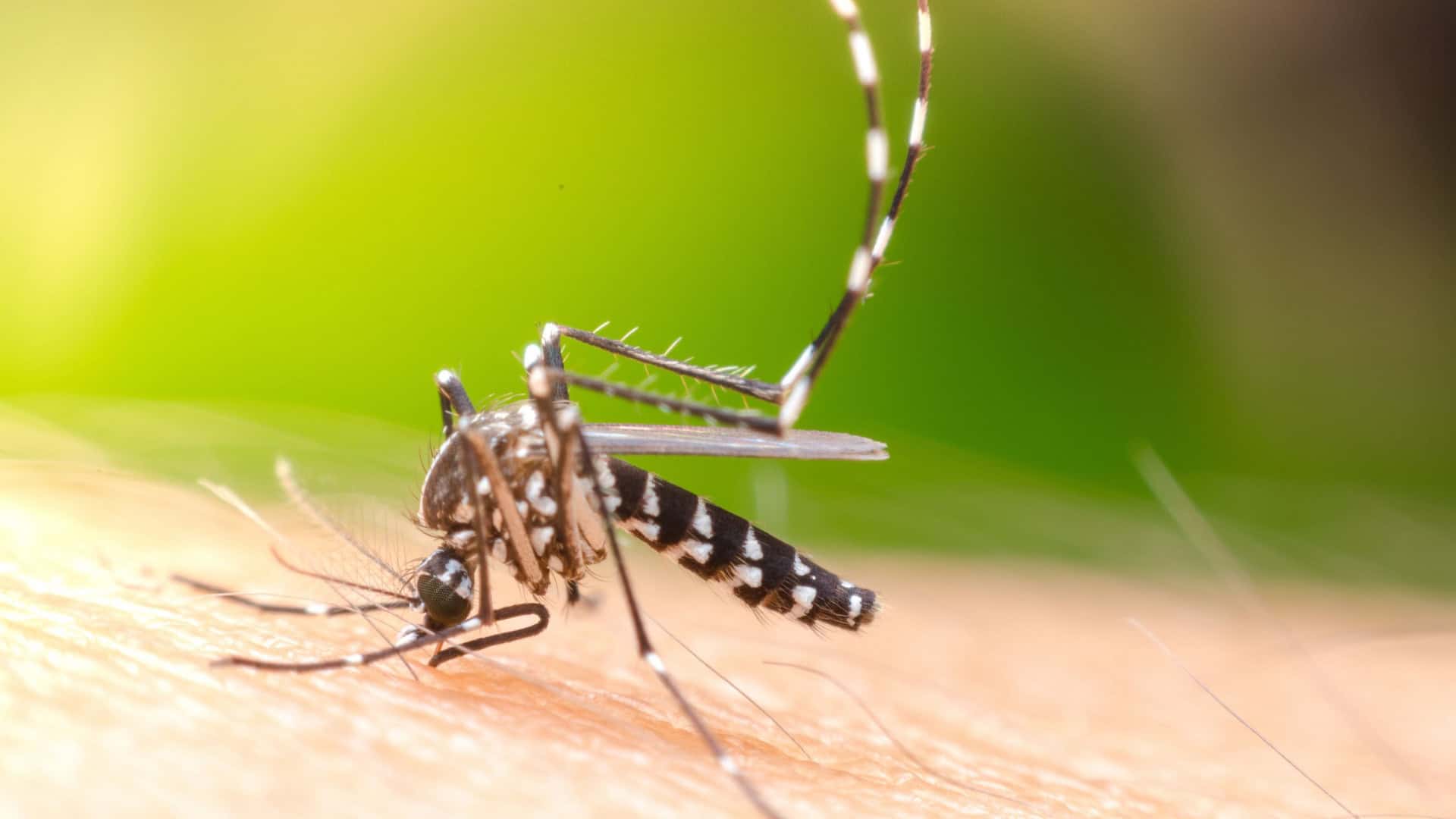 aedes-aegypti-1920x1080