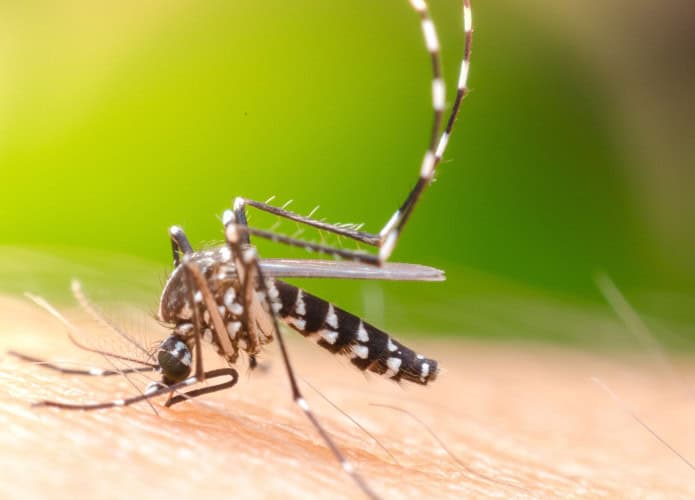 aedes-aegypti-695x500