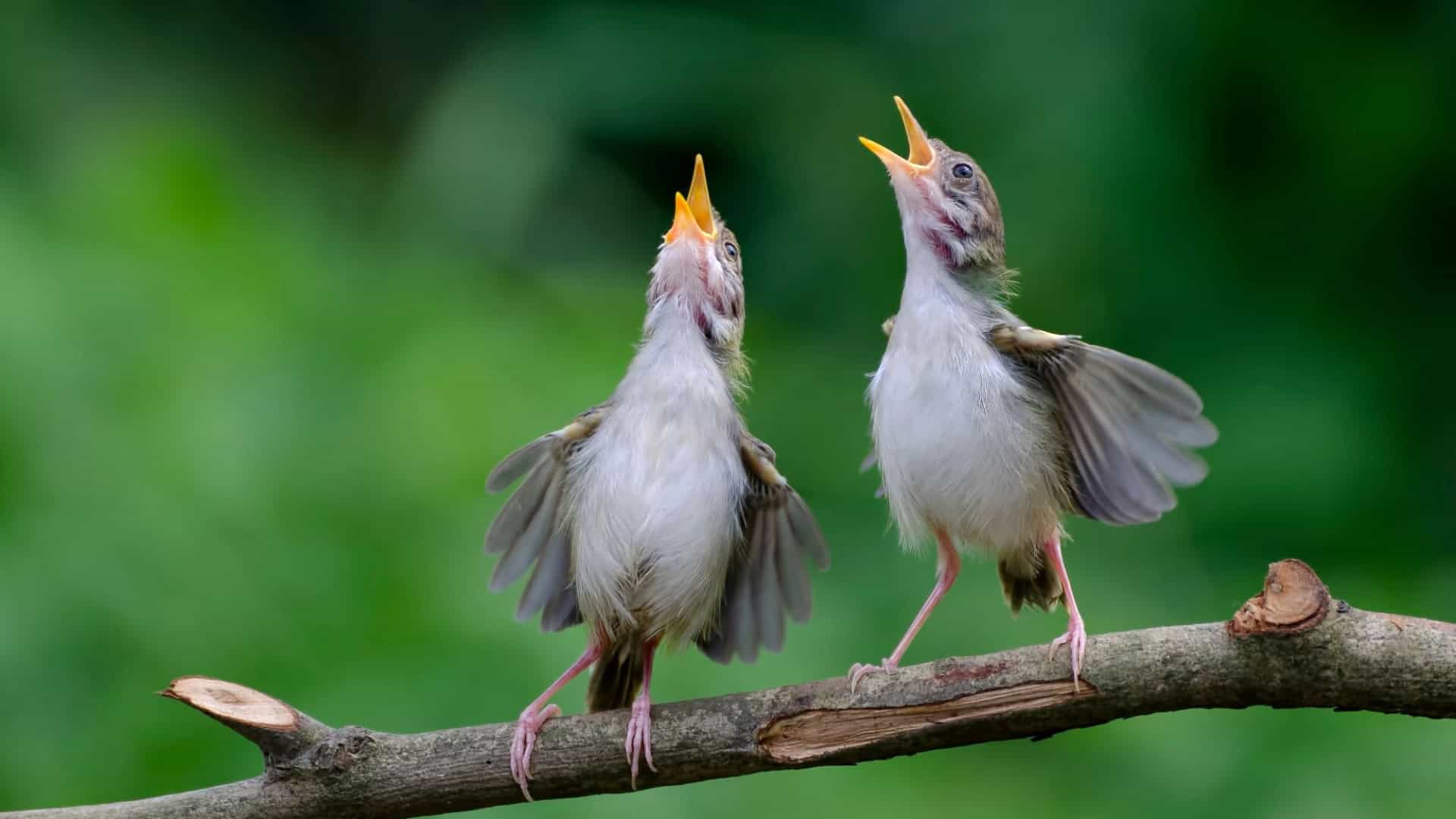 aves