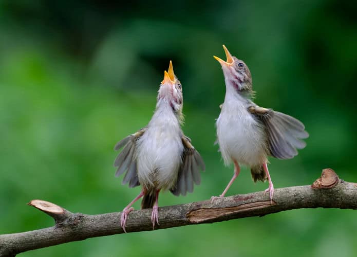 aves