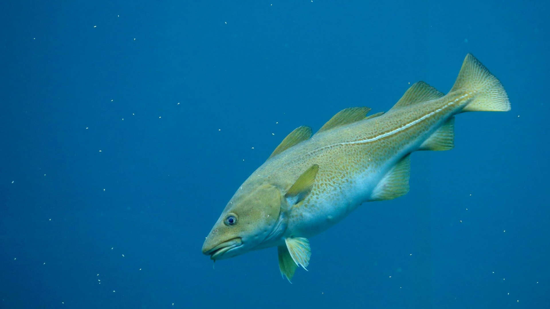 bacalhau
