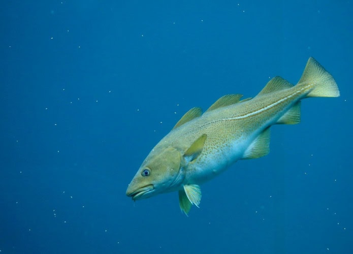 bacalhau