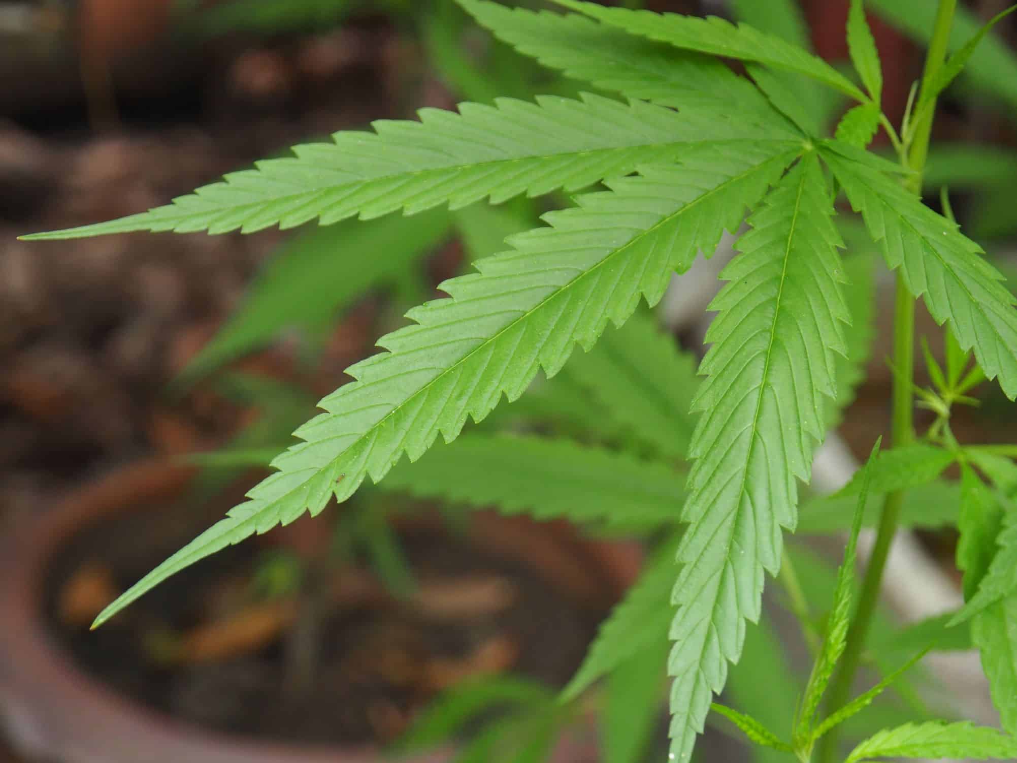 Uso de cannabis pode prejudicar fertilidade feminina, diz estudo