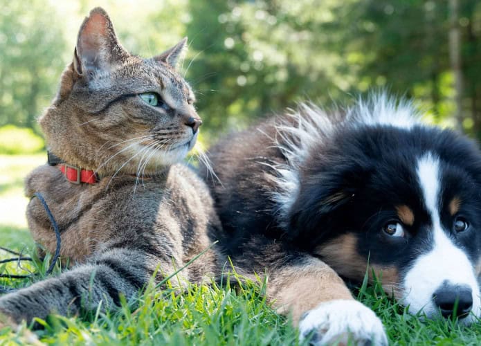 Cão e gato posando para foto