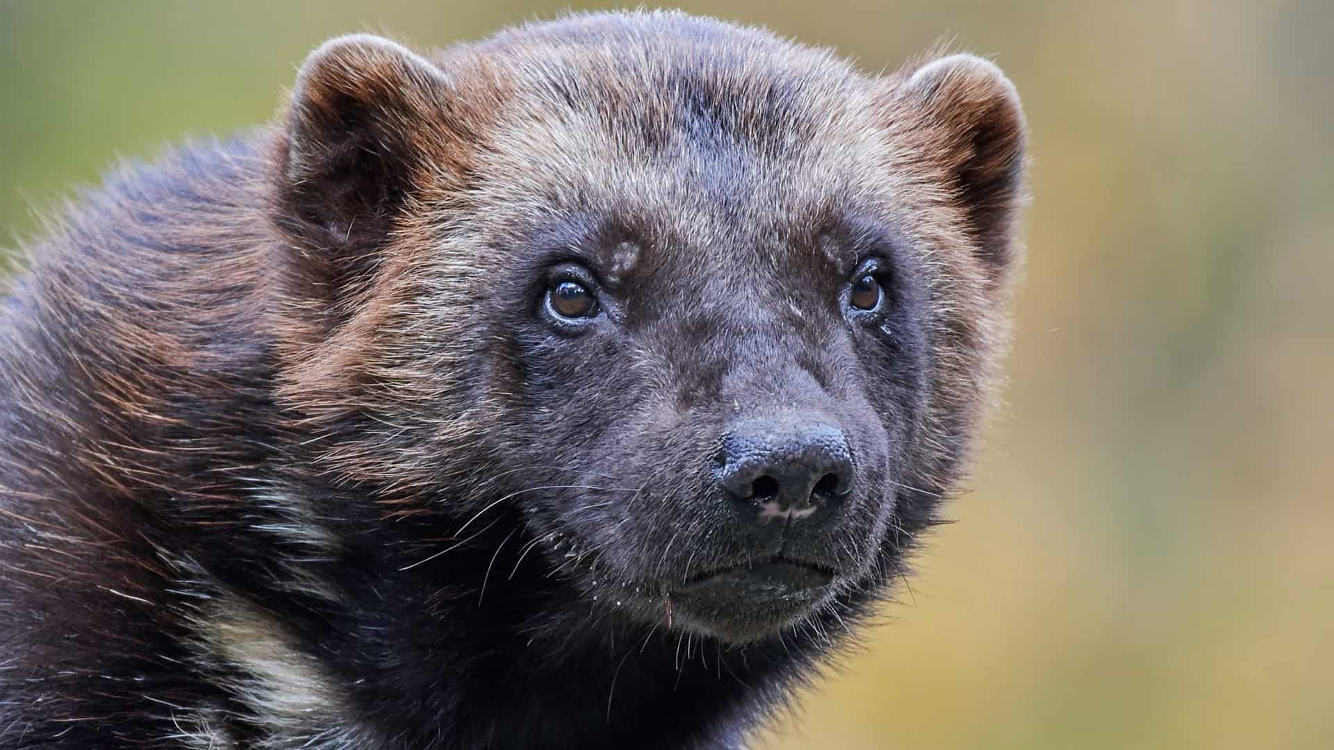 Carcaju
