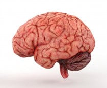 cerebro-1-210x172