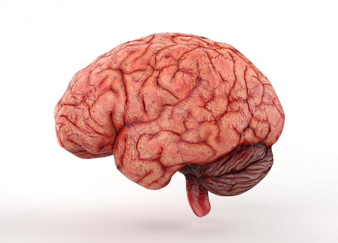 cerebro-1-695x500