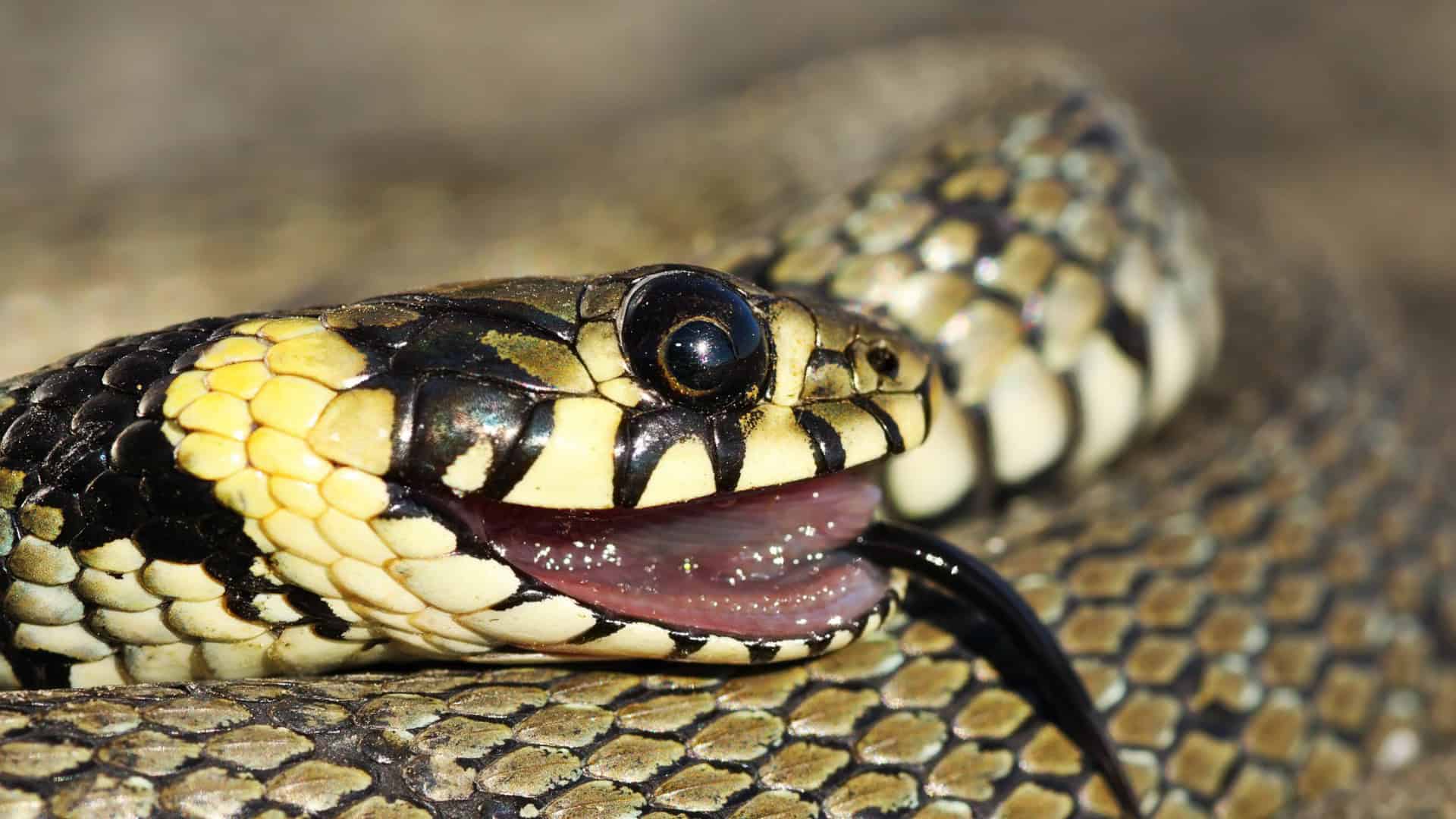 Cobra se fingindo de morta