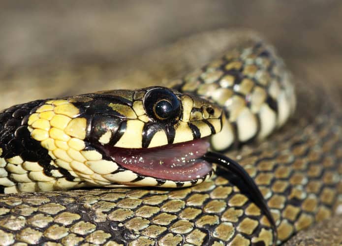 Cobra se fingindo de morta